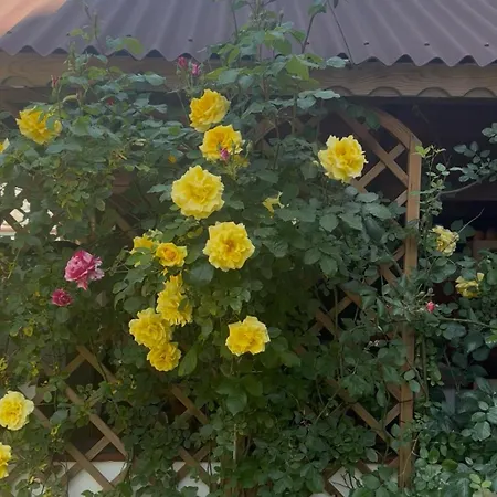 بيت ضيافة Casa Salcia فاما فيكي